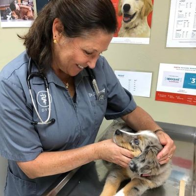 A Veterinarian Treating a Dog