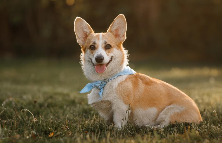 Reynolds Road Animal Hospital Patient Gallery 