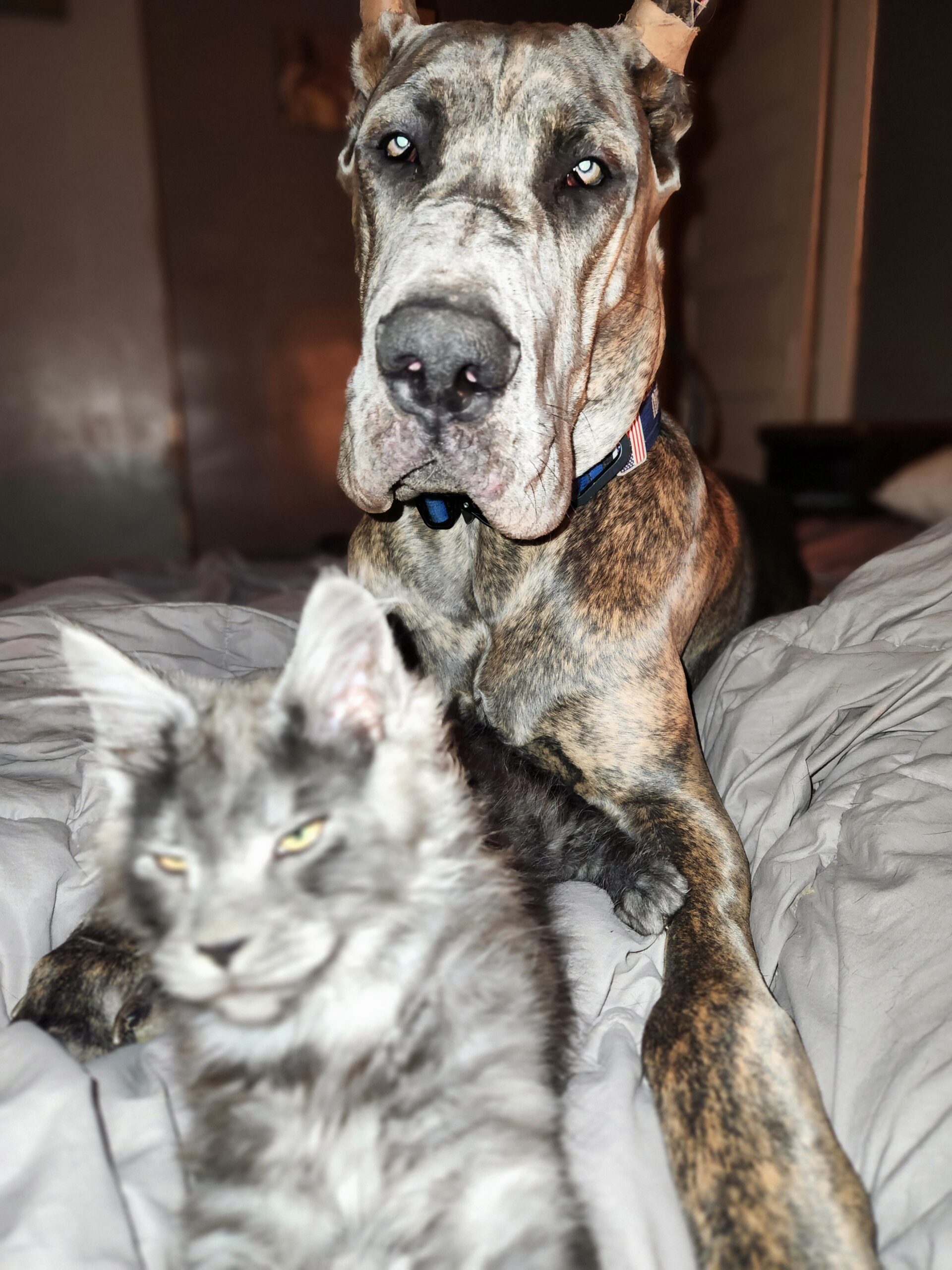 A Dog and a Cat Lying on Bed